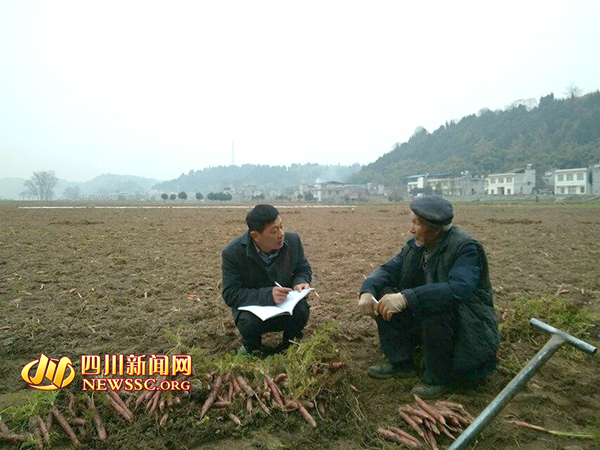 刘令（左一）在田间地头了解红萝卜的种植和销售情况