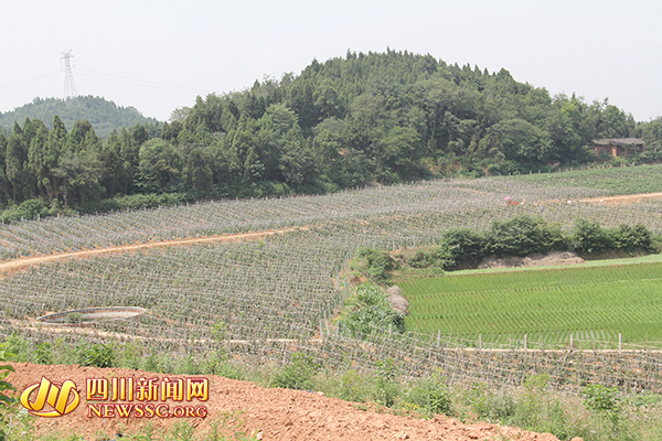 果园中种植蔬菜解决空档期收入问题