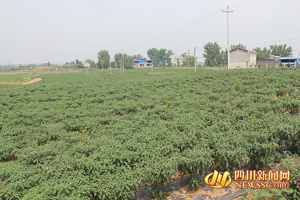 产业园种植的辣椒