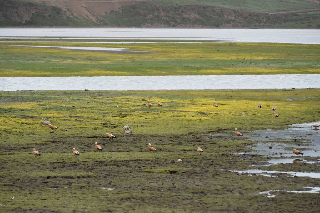 一群赤麻鸭在石渠县太阳湖湿地里栖息（7月1日摄）。 新华社记者 江宏景 摄