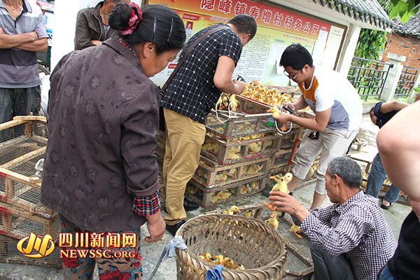 稻田鸭苗发放给贫困户