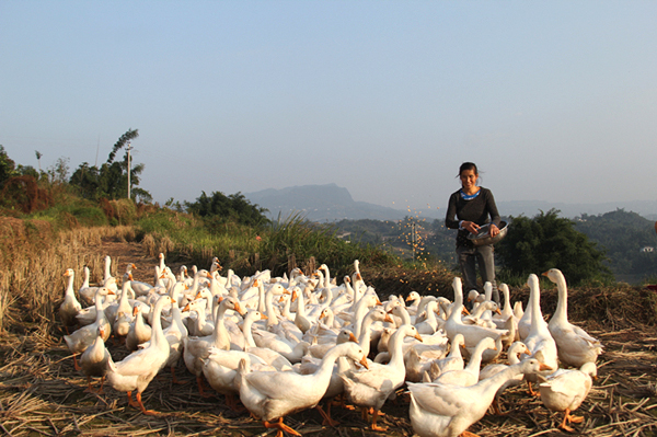 会贤村贫困户给白鹅喂食
