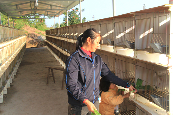 会贤村贫困户引进新进种兔