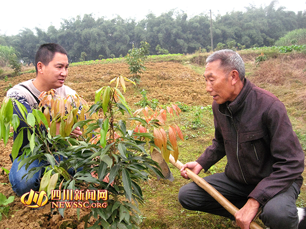 张礼斌（左）指导村民管理荔枝